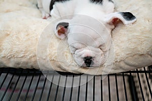 Little cute Baby Pitbull puppy sleeping on white carpet.