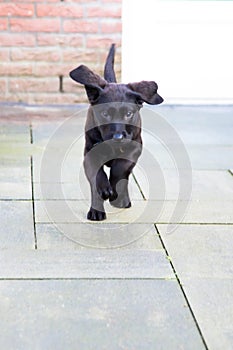 Little cute black puppy labrador retriever runs