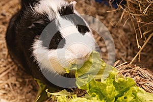 Little cute black and white guinea pig close up