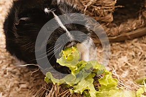 Little cute black and white guinea pig close up