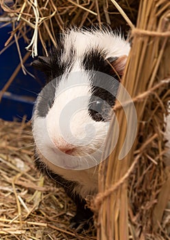 Little cute black and white guinea pig close up