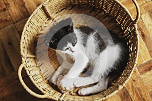 Little cute black and white kitten in a straw basket on a wooden floor, shot from above