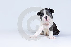 Little cute Boston Terrier puppy sits on a light gray background