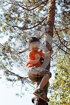 Little cute boy climbing on tree hight photo