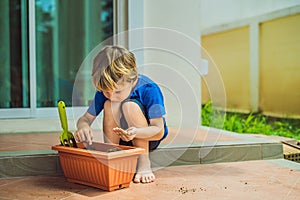 Little cute boy sows seeds in a flower pot in the garden