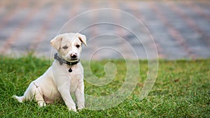 little cute brown puppy on green grass field