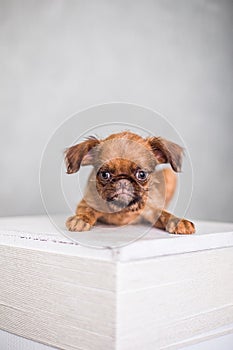 Little cute Brussels Griffon on a white box