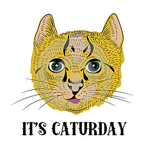 Little cute cat with long whiskers. Vector illustration on white background. It`s Caturday