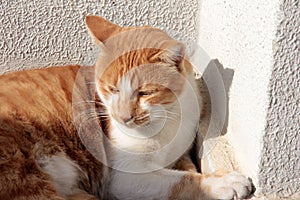 Little cute cat playing freely