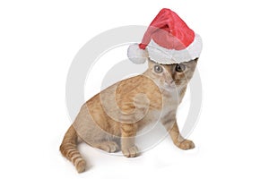 Little cute cat wearing red santa claus hat sitting on white background
