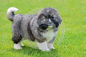 Little cute caucasian shepherd puppy on a background of green grass