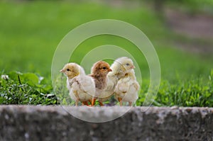 Little cute chickens from my farm