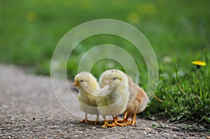 Little cute chickens from my farm