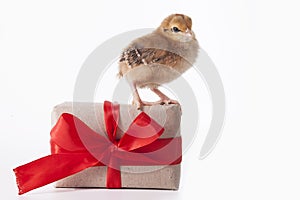 Little cute chickens playing next to gift box with ribbon,