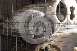 A little cute chinchilla sleeps peacefully in the cage