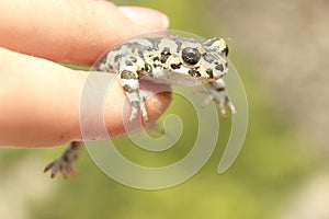 Little cute cold frog with spotty skin sits