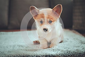 Little cute corgi puppy on a gray fluffy blanket