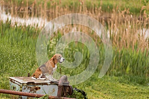 Little cute dog breed Beagle is sitting in a muzzle and waiting for his hozev by the river on the background of nature