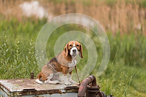 Little cute dog breed Beagle is sitting in a muzzle and waiting for his hozev by the river on the background of nature