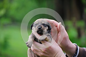 Little cute dog from my farm