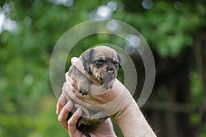 Little cute dog from my farm