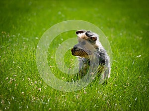 Little cute dog standing in green grass and hold his toy, wait for an aport