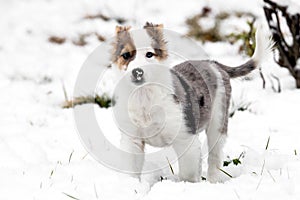 Little cute Dog, young Puppy standing in the snow, copyspace