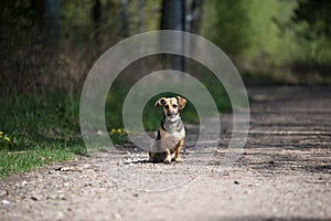 Little cute doggie sitting alone