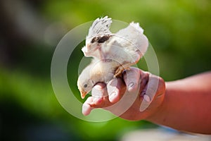 Little cute domestic baby chicken on palms of woman`s hands.