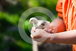 Little cute domestic baby chicken on palms of woman`s hands.