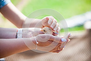 Little cute domestic chick on palms of woman`s hands.