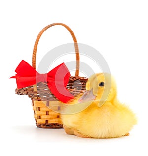 Little cute duckling and gift basket