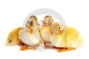 Little cute ducklings isolated