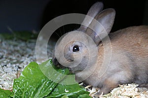 a Little cute dwarf bunny sits in the stable and eats fresh salad