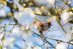 Little cute Eurasian wren Troglodytes troglodytes sitting on a branch of a blossoming cherry and singing. Spring, bird very