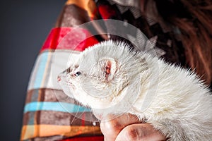 Little cute ferret