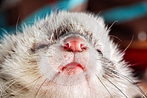 Little cute ferret face