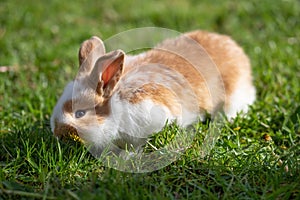 Little cute fluffy baby rabbit on green grass. Brown-white easter bunny on spring lawn discovers life.