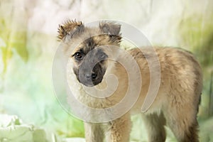 Little cute fluffy purebred puppy looking at camera. Photo for stray dog extension