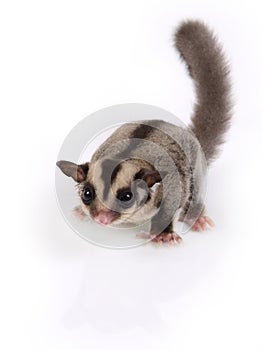 Little cute flying squirrel.