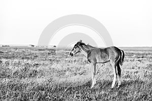Little cute foal standing on the pasture, rural landscape
