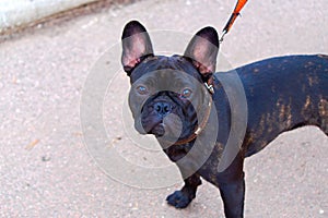 Little cute funny dog of the French Bulldog breed.