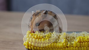 little cute ginger hamster eating boiled corn