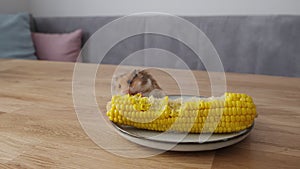 little cute ginger hamster eating boiled corn from a plate