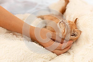 Little cute ginger tabby kitten lies and falls asleep on a soft sofa in the room. Woman`s hand stroking a cat, basking in bed