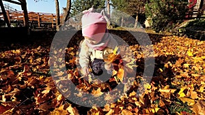 Little cute girl collects fallen colorful autumn leaves into bouquet in park