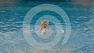 The little cute girl have fun in the pool. The child enjoy summer vacation in a swimming pool jumping, spinning, splash