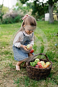 Little cute girl with long hair and bow puts picked apples in a wicker basket