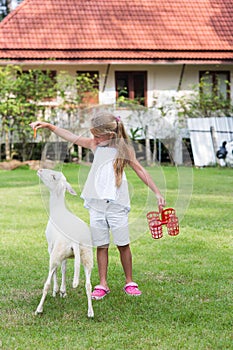 Little cute girl in summer wear feeds white goat at goat farm.