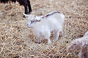 Little cute goatling standing on a straw